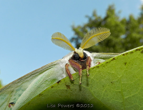 Luna Moth Project Noah