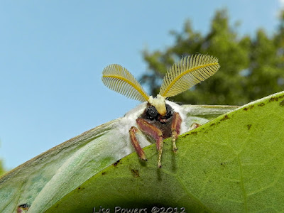 [新しいコレクション] luna moth face up close 103624