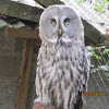 Great Grey Owl or Lapland Owl  