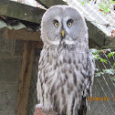 Great Grey Owl or Lapland Owl  