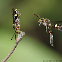 Cuckoo Wasp