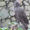 Changeable Hawk Eagle ( Dark Morph )