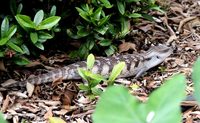 Common blue-tongued skink