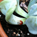 Multicolored Asian Lady Beetle