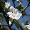 white flowering quince