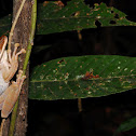 Common Bromeliad Treefrog