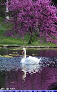 The Four Seasons - náhled