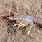 (dead) crayfish