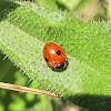 Two-Spotted Ladybug