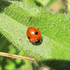 Two-Spotted Ladybug