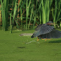 Green Heron