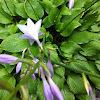 Hosta,  Flagrant Plantain or Plantain Lily