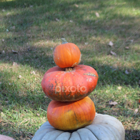 Pumpkins by Linda Poessnecker - Nature Up Close Trees & Bushes