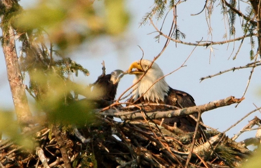 Bald Eagle (Adult & Eaglet)
