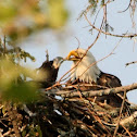 Bald Eagle (Adult & Eaglet)