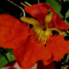 Nasturtium