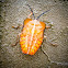 Giant Shield Bug Nymph