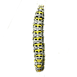 Caterpillar Apk