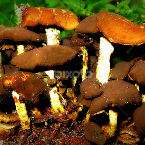 Decaying Mushrooms by Dianne Stephens-Miller - Nature Up Close Mushrooms & Fungi