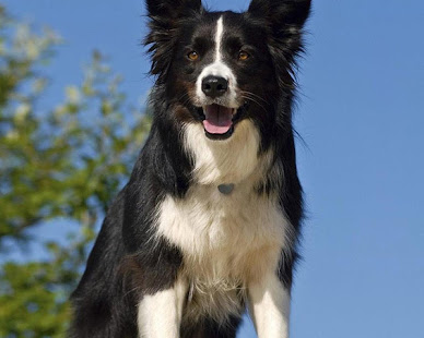 边境牧羊犬壁纸(圖7)-速報App
