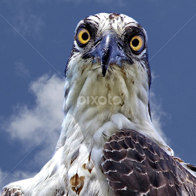 You looking at me pal? by Sandy Scott - Animals Birds