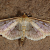 Bold-Feathered Grass Moth
