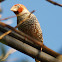Red-headed Finch male