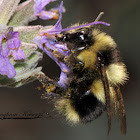 Black-tailed Bumble Bee