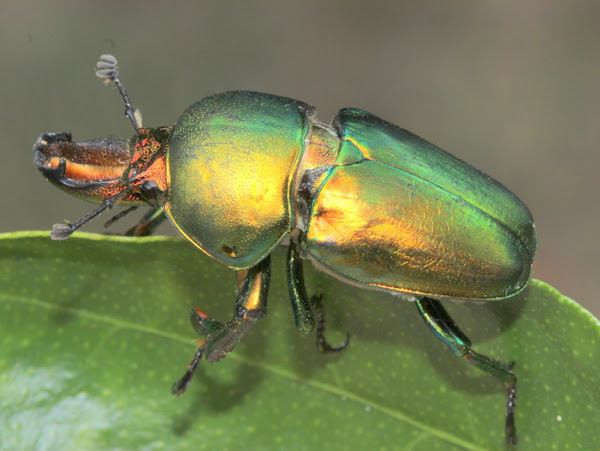 Golden stag beetle (male) | Project Noah