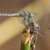 Blue Dasher (female)