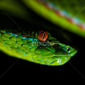 Gumprechts Green Tree Viper (Trimeresurus gumprechti) by Scott Trageser - Animals Reptiles