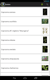 NZ Coprosma Key poster 7