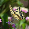 Old World Swallowtail