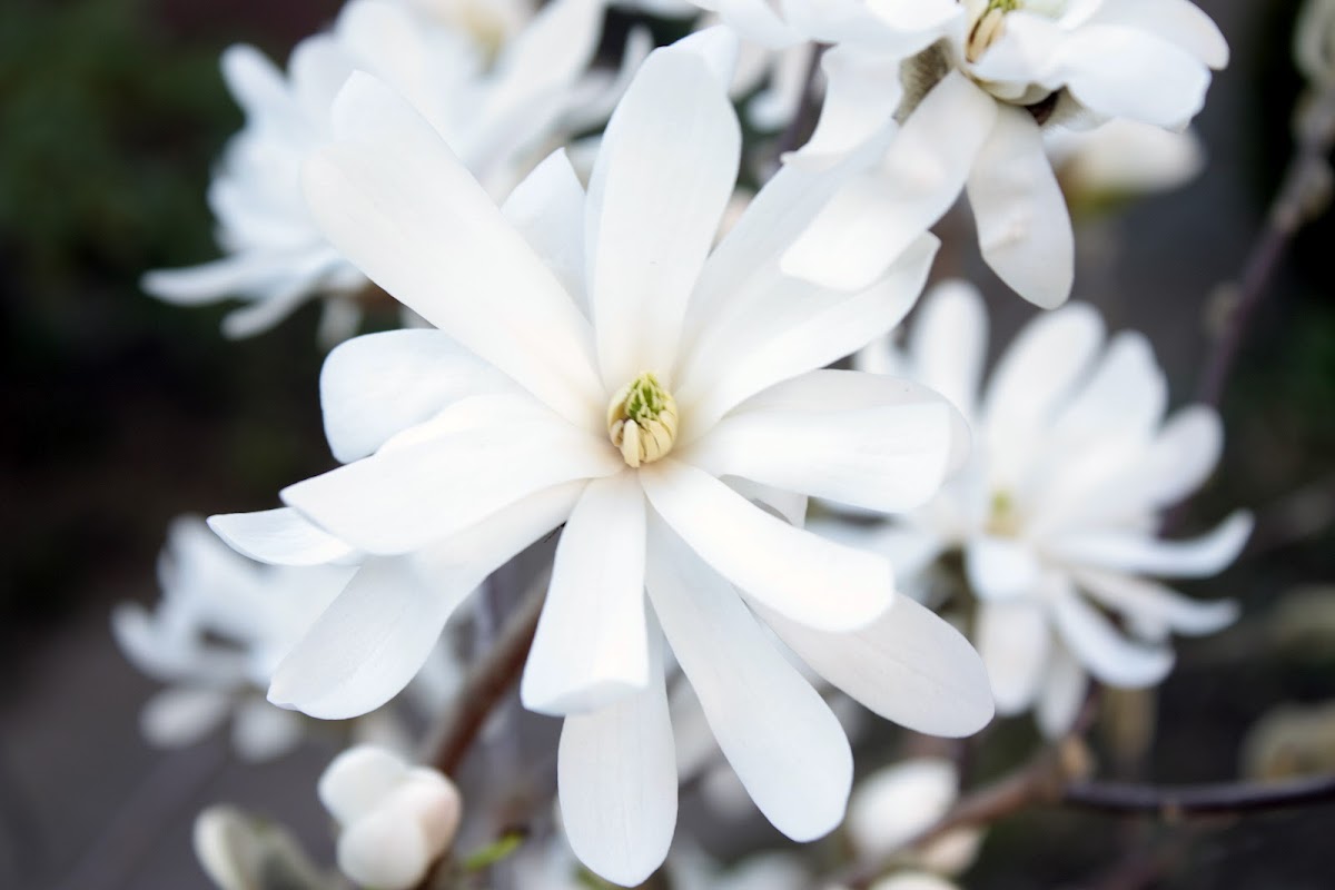 Star magnolia