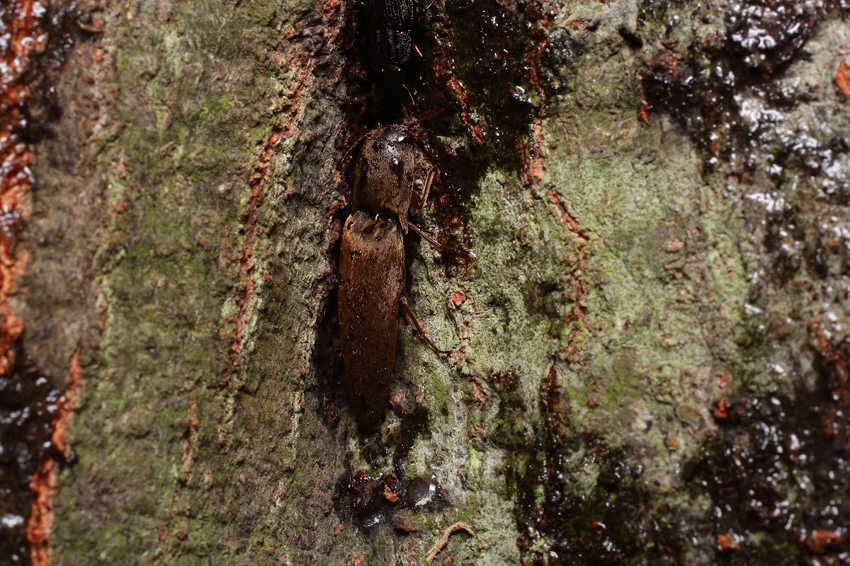 Click Beetle