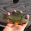 Pumpkinseed sunfish