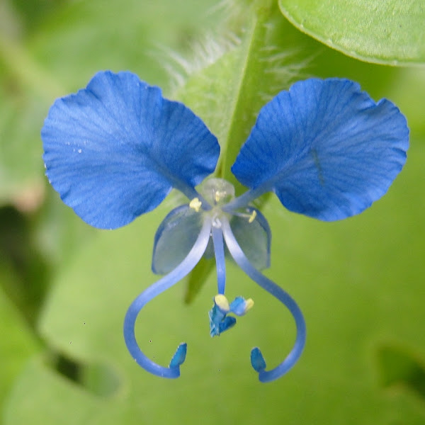 Flowers of Western Ghats Project Noah