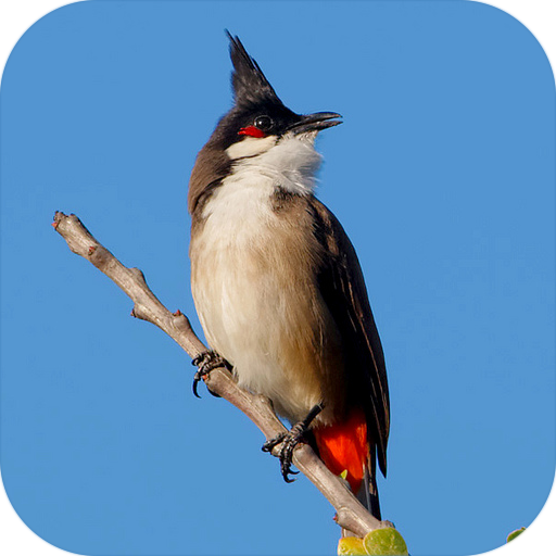 bird sounds from Thailand 音樂 App LOGO-APP開箱王