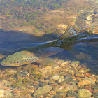 Brown trout