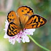 Common Brown Butterflies