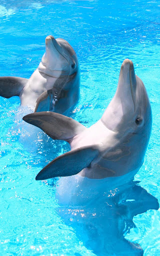 Dolphin HD Live Wallpaper