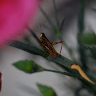 common field grasshopper, Brauner Grashüpfer