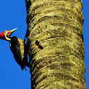 Lineated woodpecker