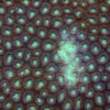 Favia Coral