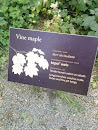 Vine Maple 