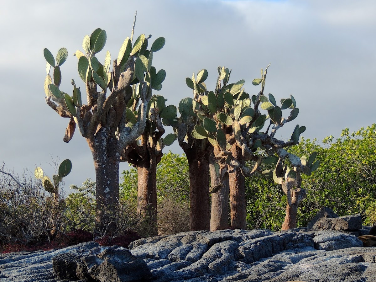 Giant prickly pear cactus