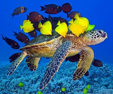 Kids puzzle – Fish Jigsaw Screenshots 5