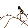 Oriental Magpie Robin - male
