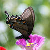 Eastern Tiger Swallowtail, Female Black Form