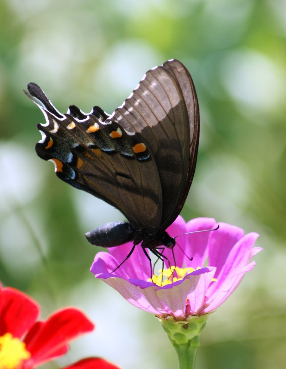 Eastern Tiger Swallowtail, Female Black Form
